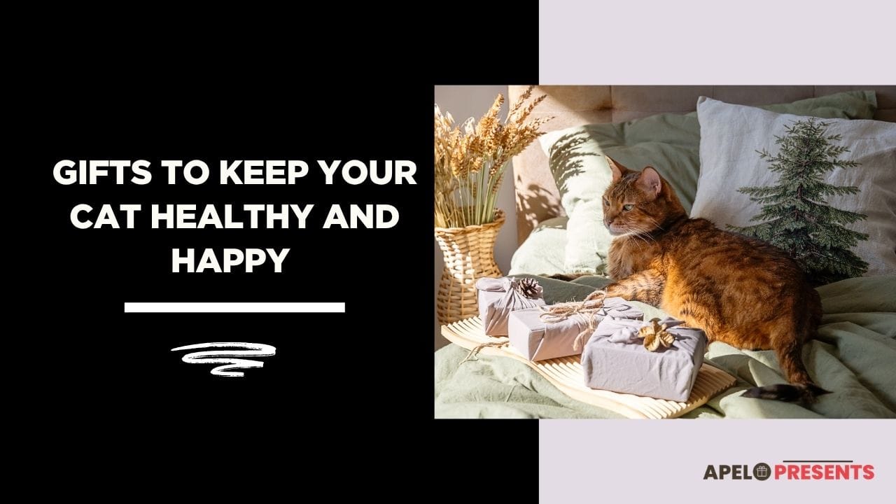 useful gifts to get your cat